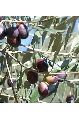 5 Adet Zeytin Fidanı Ayvalık Tüplü 1,5 Yaşında 70 Cm 12 Ay Dikim