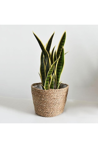 Suntek Rustik El İşi Dokuma Rattan Doğal Deniz Çayırı Sepeti 22x15x14cm Orta Diğer