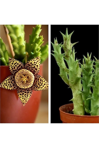 Leş Kaktüs Çiçeği Fidanı 10-20 Cm Saksılı Çiçekli Bodur Bitkiler Stapelia Variegata