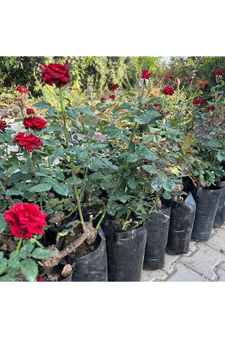 Tüplü Ve Aşılı Kırmızı Gül Fidanı Kök Yaşı 3