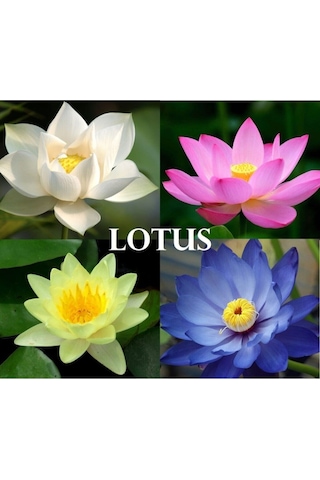 4 Renk Karışık Lotus Çiçeği Tohumu Tropikal Çiçek Tohumları 2 Adet Tohum