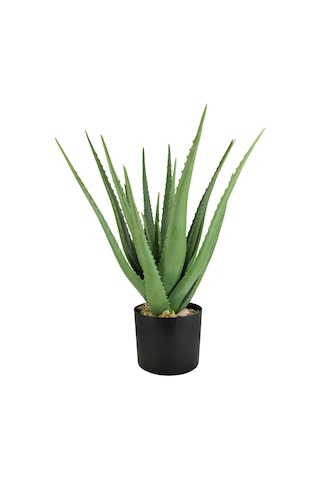 Aloe vera – Sarı sabır