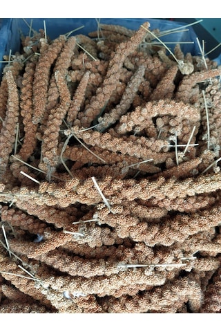 Doğal Kızıl Dal Darı Kuş Yemi 100gr (Min:10cm-Max:20cm Uzunluk)