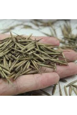 Mor Bambu Ağaç Tohumu 5 Adet