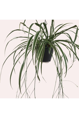 Chlorophytum - Askılı Kurdela Çiçeği
