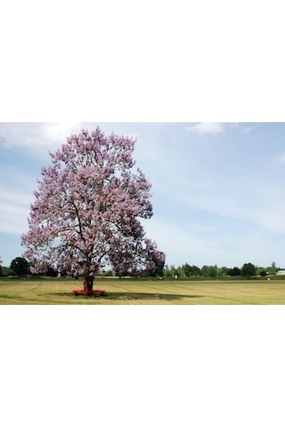 PAVLONYA AĞACI FİDANI 10 ADET - Paulownia Tementosa 30-50 cm