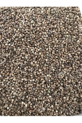 Vivid Kenevir Tohumu 500 G Yeni Mahsul Vivid Kenevir Tohumu 500 G Yeni Mahsul