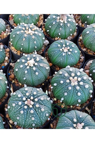 Astrophytum Asterias Serisi 1 Adet Nadir Koleksiyon Kaktüs 5.5 Cm