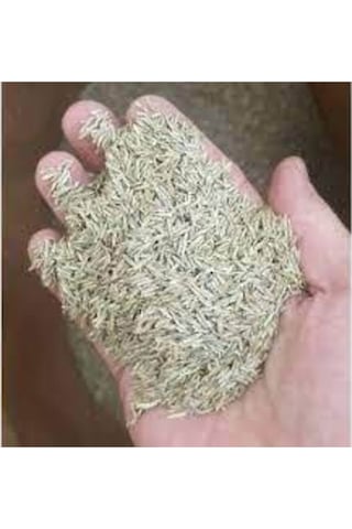 5kg Çim Tohumu Ithal 3lü Karışım Özel Çim Yeşil Çim Tohumu Sürpriz Hediye Tohumludur