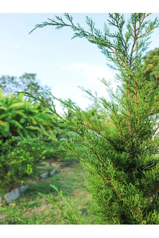 Videolu Favori Leylandi Çam Fidanı 70-100 Cm 1 Adet Saksılı Dış Mekan Cupressocyparis Leylandii