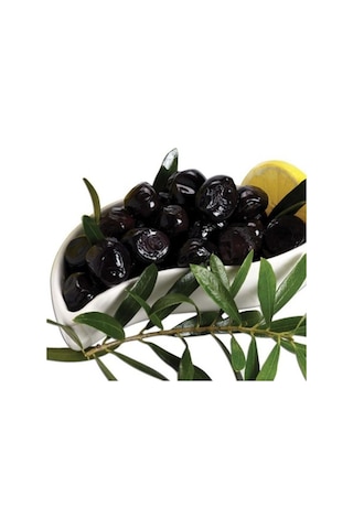 Gemlik Trilye Sofralık Zeytin Fidanı 3 Yaş
