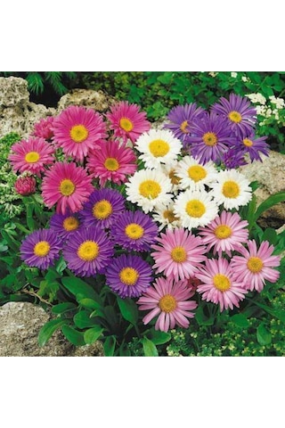 Kraliçe Papatyası Çiçeği Tohumu Papatya Tohumu Ekim Seti 10 Adet Tohum + Saksı + Toprak