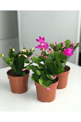 Videolu Pembe Yılbaşı Çiçeği 3 Adet Saksılı 10-15cm Iç Mekan Salon Bitkisi Rhipsalidopsis