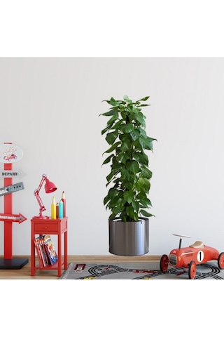 Saksılı Bitki Tasarımlı Resim 90 30 Cm Mc-665 Duvar Sticker Renkli