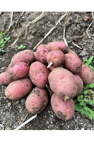 Akdeniz Kırmızı Patates - Kızartmalık/ Yemeklik 20 Kg