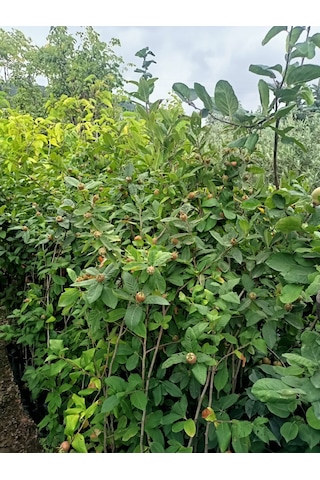 Yeşil Deniz Fidancılık Tüplü Muşmula Döngel Fidanı 100-150 Cm