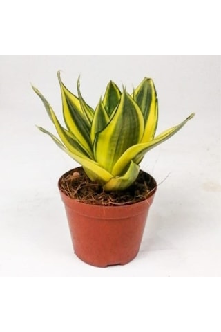1 Adet Bodur Kılıç Çiçeği 20-40cm Saksılı Çiçekli Bodur Bitkiler "gladiolus"