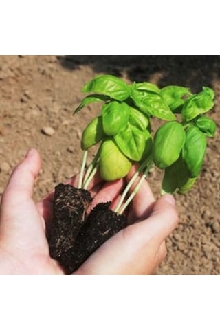 Saksılık Aromartik Dark Purple Geniş Yapraklı Fesleğen Fidesi 5 Adet
