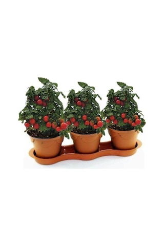 Cherry Saksılık Domates Tohumu 10 Adet Tohum