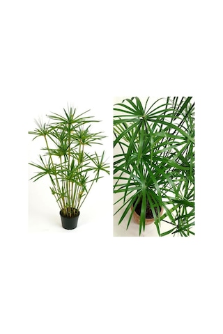 Japon Şemsiyesi Çiçeği Cyperus Alternifolius Saksılı 50 - 70 Cm