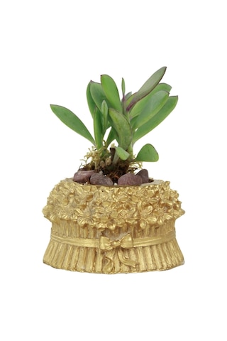 Mini Çiçek Saksı Küçük Sukulent Kaktüs Saksısı Çiçekli Fiyonklu Model - Altın