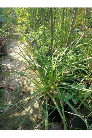 Yeşil Deniz Fidancılık Dracena Bitkisi 40-70 Cm