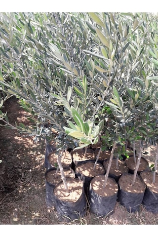 Cox Shine Gemlik Zeytin Fidanı 40-50 Cm