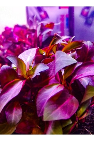 Ludwigia Grandulosa Akvaryum Bitkisi Canlı Bitki 5 Dal