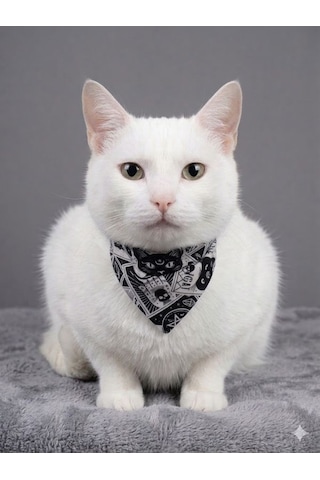 Flypet Kurukafa Desenli Fular Kedi Tasma & Yavru Köpek Tasma 13cm-24cm Ayarlanabilir Tasma