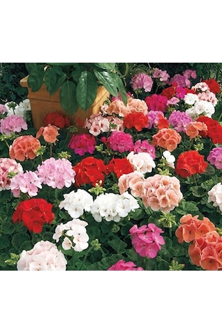 Thebestonline Canlı Saksılı Sardunya Çiçeği Fidanı Pembe 10-20 Cm
