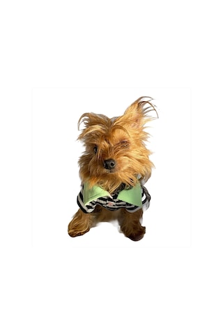Kemique Grass Hopper Stripe Polo Yaka Köpek Tişörtü