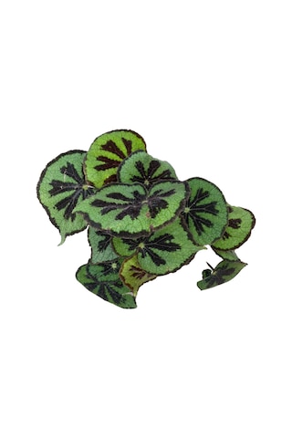 Begonia Masoniana Begonia Çiçeği Ø14 Cm Y35-40 Cm