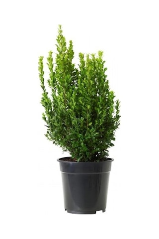 Şimşir Fidanı 20-30 Cm Buxus Sempervirens