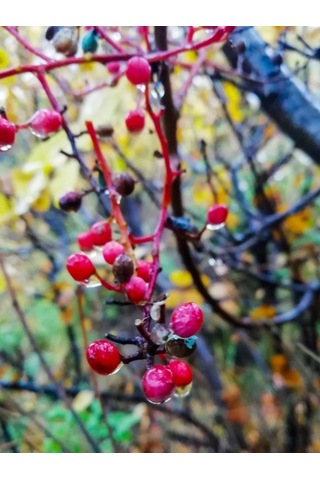 Çitlembik Menengiç Pistacia Terebinthus Fidanı 1-2 Yaş