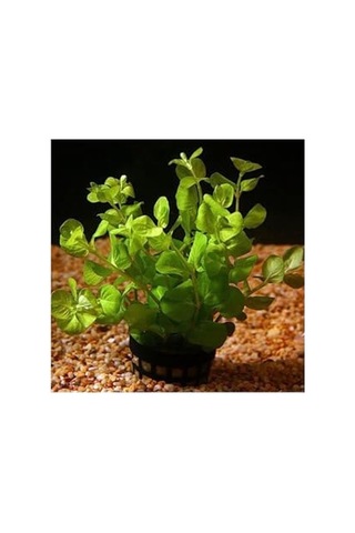 Nummularia Green Saksı Canlı Bitki Çok Renkli