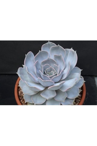 Echeveria Lilacina Var Sukulent Bitki