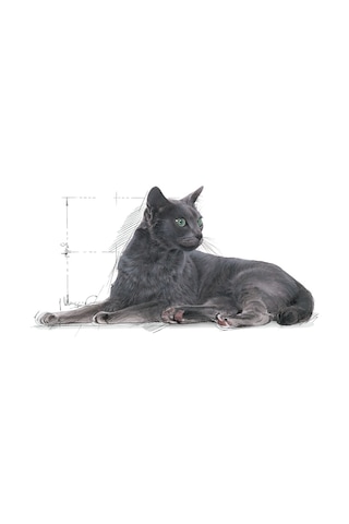 Royal Canin Sterilised 7+ Kısırlaştırılmış Yaşlı Kedi Maması 3500 G
