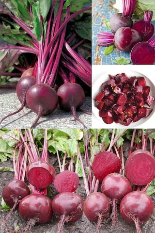 Yakut Kırmızı Pancar Tohumu Atalık Beet Ruby Queen Beta Vulgaris