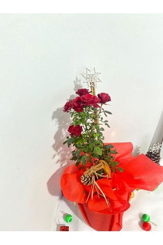 Kadınlar Günü Hediyesi Süslemeli Kırmzı Renk Gül Fidanı 30-40cm Kozalak Portakal