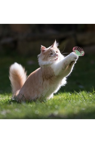 Jasmine Glow Yaylı Metal Fareli Kafes Kedi Oyun Topu Sıçrayan Spiral Kedi Topu