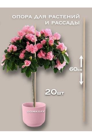 Domkoff İç Ve Bahçe Bitkileri İçin Destekler Bambu 60 Cm 20 Adet 243857952