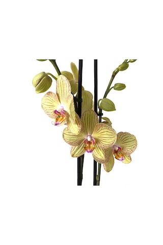 Phalaenopsis 'Torıno' (Sarı Orkide) Ø12 CM Y70-80 CM
