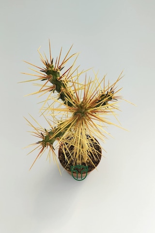 Euro Flora Cylindropuntia Whipplei Kaktüs 5.5 Cm Saksıda Sku: Smgstk13fa121be6