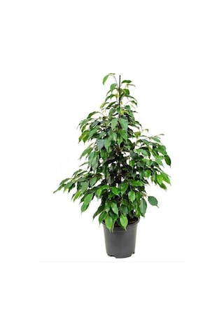Ficus Benjamina Danielle-benjamin Bitkisi 90 Cm Ficus Benjamina Danielle-benjamin Bitkisi 90 Cm
