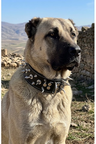 Deri Çivili Pitbull Kangal Av Köpekleri Koruma Tasması 80x5 Cm 2xl Beden Siyah