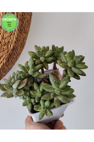 Pachyphytum Multi Form Sukulent 1 Adet