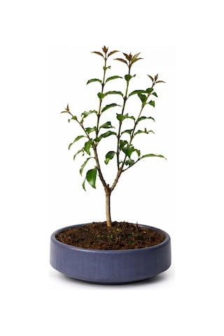 Bonsai L. Japonica - Grey Handmade Pot No: 7