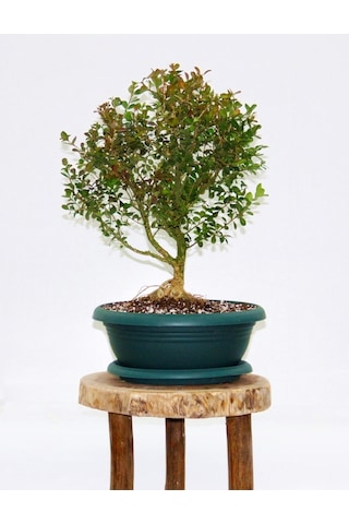 BONSAİ BUXUS - 7 YAŞINDA HEDİYELİK BONSAİ