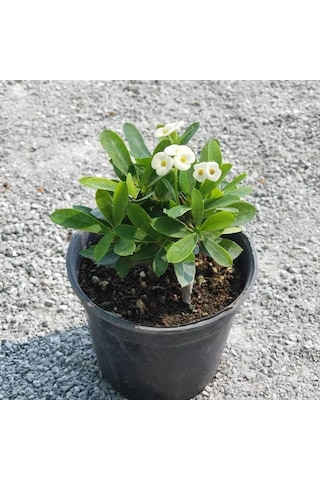 Beyaz Euphorbia Milii - Dikenler Tacı Küçük Saksıd