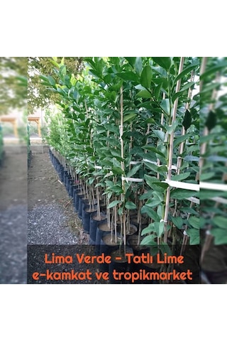 5 Yaş Aşılı Lima Verde Tatlı Lime Limon Fidanı. Torbada